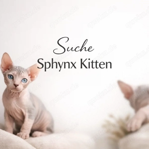 Familie mit Platz sucht Sphynx Kitten