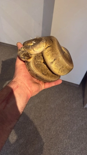 Lemonblast het. Albino 1.0