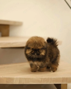 Süße Pomeranian-Welpen zu verkaufen 