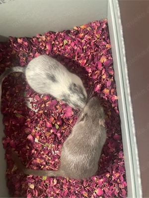 2 männliche Rennmäuse in artgerechtes Zuhause abzugeben