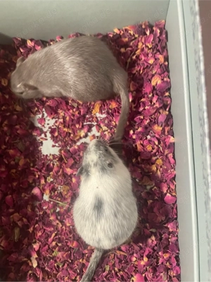 2 männliche Rennmäuse mit artgerechten Zubehör abzugeben 