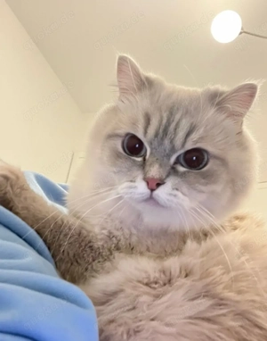 BKH - Langhaar- Mix Katzen