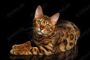Bengal kater