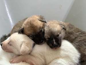 Mischlingswelpen 