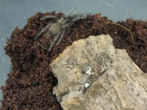 Heterothele villosella & Psalmopoeus irminia