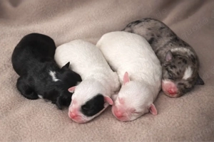 Besonderer Maltipoo-Wurf