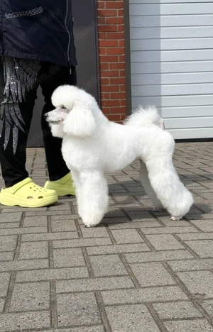 Weißer wunderschöner Zwergpudel als Deckrüde  Bild 4