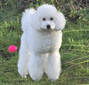 Weißer wunderschöner Zwergpudel als Deckrüde  Bild 3