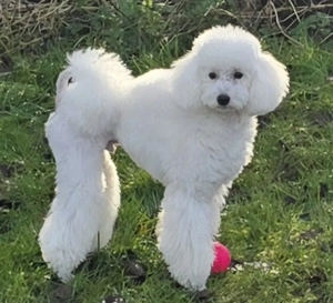 Weißer wunderschöner Zwergpudel als Deckrüde  Bild 2