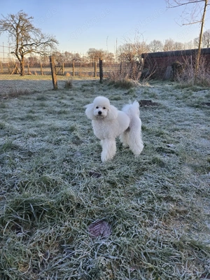 Weißer wunderschöner Zwergpudel als Deckrüde  Bild 5