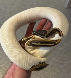 Yellow Belly Pied 0.1