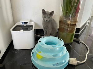  Kastrierte Russisch Blau  mit Stammbaum Bild 5