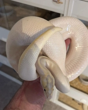 Leopard Ivory 0.1 Königspython