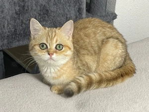 Abgabebereit!BKH BLH Kitten mit Stammbaum