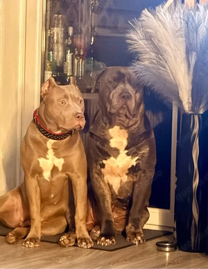 American Bully XL Hündin 