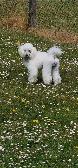 Weißer wunderschöner Zwergpudel als Deckrüde  Bild 8