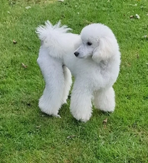 Weißer wunderschöner Zwergpudel als Deckrüde  Bild 6