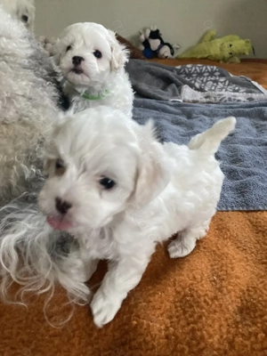 Hallo unsere Malteser Dame  hat am 26.12.25 3 süsse Welpen bekommen