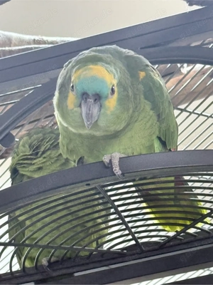 Blaustirnamazonen Geschwisterpaar