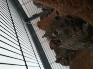 Degu mit oder ohne Käfig 