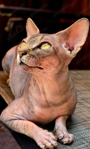 Kanadischer Sphynx Kater sucht Freundin