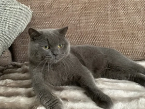 BLH Kater sucht neus Zuhause reinrassig sehr lieb