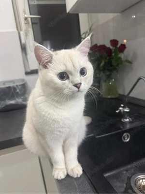 Britisch kurzhaar Katze