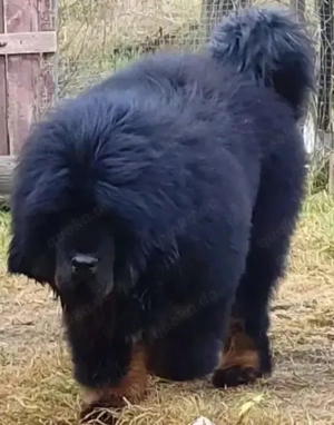 Exklusive Welpen des Tibetmastiffs im chinesischen Typ   Nachkommen außergewöhnlicher Elterntiere