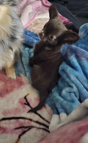 Reinrassiger Chihuahua Welpe Rüde