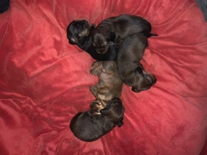 Zwergdackel Welpe  1 .Rüde Langhaar 23.01.2026 geb.