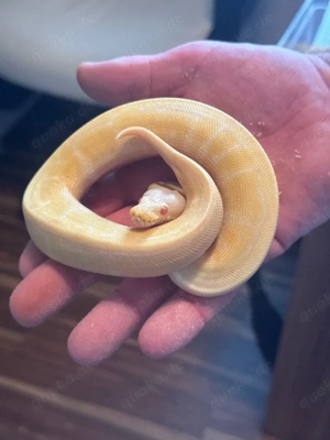 Pinstripe Albino 1.0 