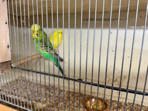 Schauwellensittich Zuchtaufgabe