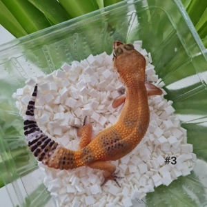 Leopardgecko Weibchen BB BNM