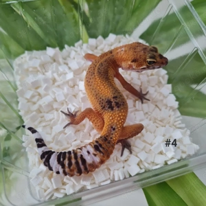 Leopardgecko Weibchen BB BNM