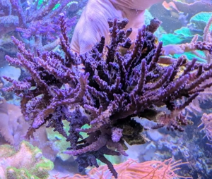 Koralle Meerwasser Acropora Miyagi Xxl Bild 2