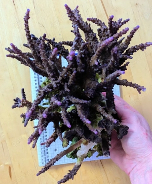 Koralle Meerwasser Acropora Miyagi Xxl Bild 3