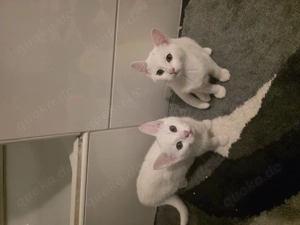 Türkische angora weibliche kitten