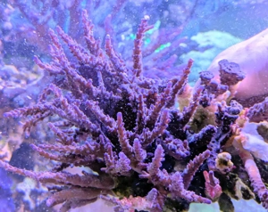 Koralle Meerwasser Acropora Miyagi Xxl