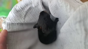 Meerschweinchen böckchen abzugeben