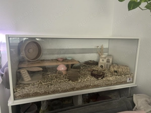 Zwerghamster Bonnie Bild 4