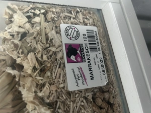 Zwerghamster Bonnie Bild 5