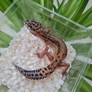 Leopardgecko Weibchen BB BNM