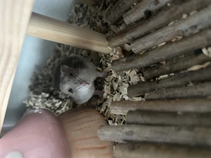 Zwerghamster Bonnie Bild 2