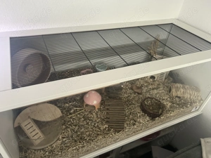 Zwerghamster Bonnie Bild 3