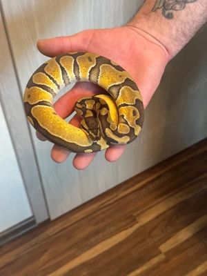 Blade Enchi het. Clown 0,1