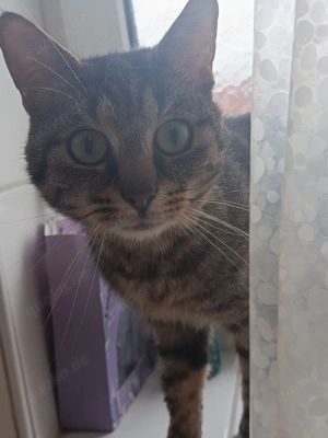 europäischer kurzhaar mix kater 1 jahr alt