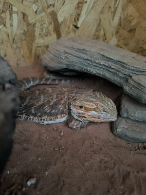 1,5 jähriges Bartagamen-Männchen 