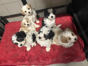 Cavapoo f1 suchen liebevolles Zuhause ..