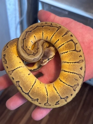 Lemon Blast het. Albino 0.1