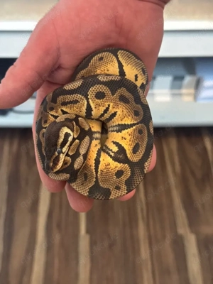 Pastel het. Albino 0.1